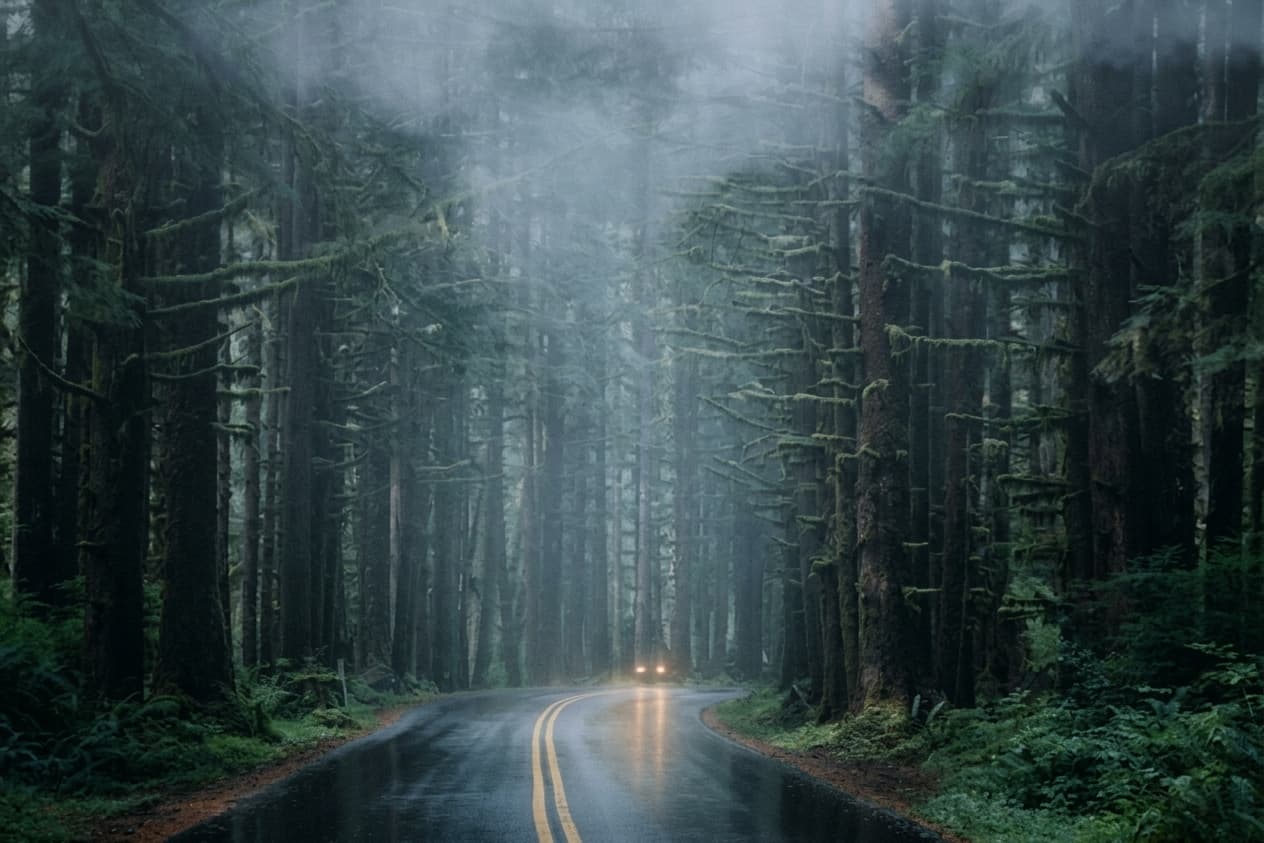 Foggy Forest Cinematic Photo