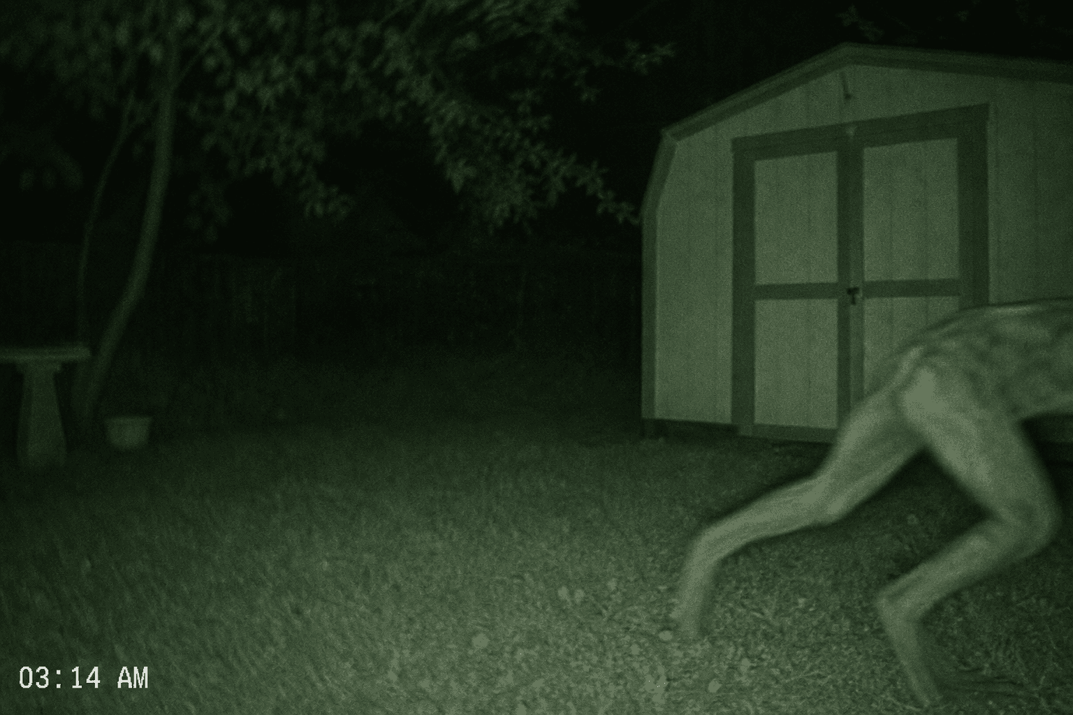 Backyard Cryptid — Night-Vision Trail Cam