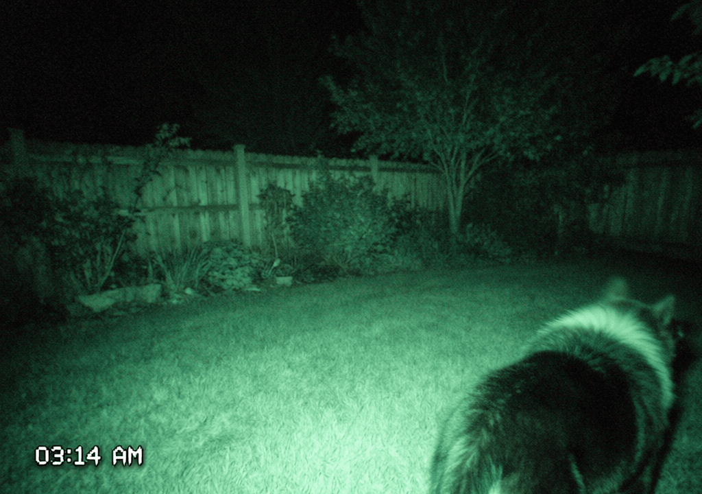 Backyard Cryptid — Night-Vision Trail Cam